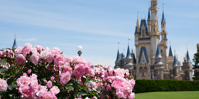 ディズニーランド・シーに咲く花の見頃はいつ？花の種類や花壇の場所まとめ！ディズニーランドローズも