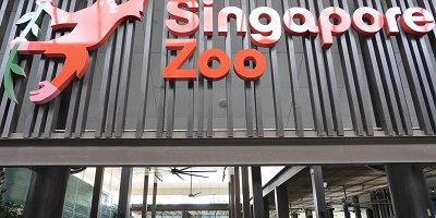 シンガポール動物園完全ガイド！みどころ情報やアクセス、チケット割引も！