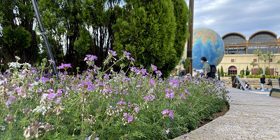 【2023年5月】ゴールデンウィーク明けのディズニーシーの混雑状況をレポート！空いていて狙い目のタイミング！