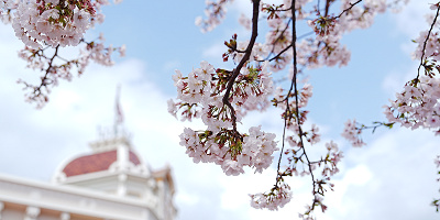 ディズニーランド＆シーの桜スポット10ヶ所まとめ！春のパークでお花見を楽しもう
