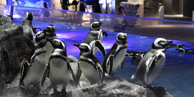 【すみだ水族館】イベント情報まとめ！バレンタイン、金魚、イルミネーションなど注目イベントを紹介