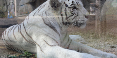 【2018夏】東武動物公園の年間イベントまとめ！期間限定「進撃の巨人」コラボ、ナイトサファリ、花火も