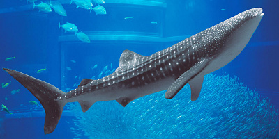 【海遊館のアクセス方法】電車・車・バス・フェリー別！海遊館チケットセット券がお得！