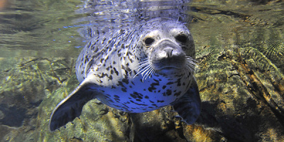 【新江ノ島水族館】おすすめ周辺ランチ特集！海鮮丼・しらす・オーシャンビューのレストランも