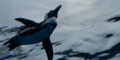【カードで700円割引】サンシャイン水族館の割引方法9選！お得な展望台セット券＆クレジットカード割引方法