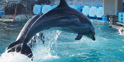 【2019】名古屋港水族館のチケット料金はいくら？通常料金・夜間料金・周辺施設とのセット料金まとめ！