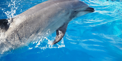 【2019】名古屋港水族館の割引情報！チケット割引・年間パスポートの特典割引・宿泊セット割引！