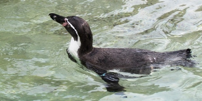 【2019】群馬サファリパークの割引方法11選！一般料金と比較！割引チケットを利用してお得に楽しもう！