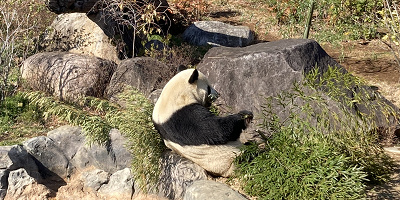 【2025】上野動物園のパンダ徹底解説！混雑＆観覧方法まとめ！上野駅からのアクセスも