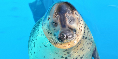 【福岡マリンワールドの料金】入館料金＆体験料金まとめ！コンビニで買える前売り券や最大460円引きも！