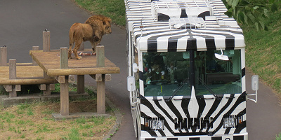 【再開は？】多摩動物公園のライオンバスが休止中！工事内容・建設中の新施設まとめ！ライオンバスの見どころも