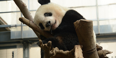 上野動物園 おすすめ駐車場10選 安くて近い駐車場を入場門別に