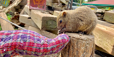 【おすすめ】町田リス園の餌やり体験レポート！200匹リス放し飼い＆至近距離に大興奮！穴場デートにも！