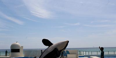 GoToトラベルで鴨川シーワールドへ！特急／バスの日帰りツアーからホテル宿泊プランまで料金を調査！