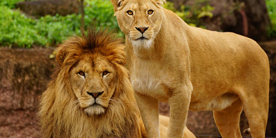 天王寺動物園の事前予約ってなに？予約が必要な日、予約方法、予約なしで遊びに行く方法を紹介