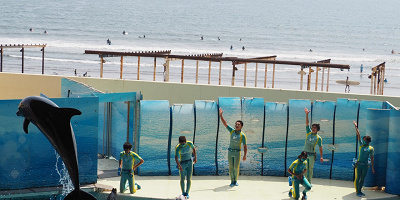 新江ノ島水族館のイルカショーを解説！大ジャンプが迫力満点！見どころ、混雑、注意点まとめ