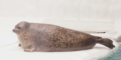 海遊館のアザラシを紹介！種類・名前は？「丸すぎるアザラシ」がSNSで話題に！赤ちゃんもすくすく成長中！