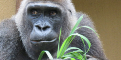 京都市動物園のゴリラを紹介！SNSで大人気の4頭の関係や飼育展示の見どころ、グッズ情報まとめ