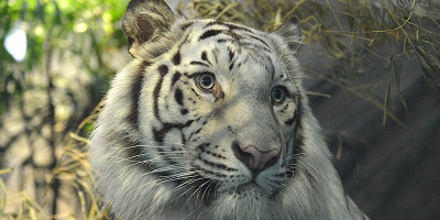 【2025】ニフレルの駐車場を徹底解説！特別割引や周辺駐車場まとめ！