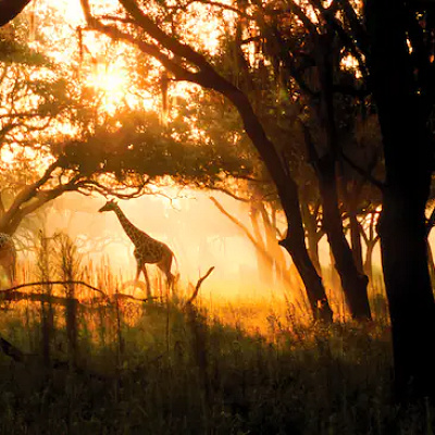 ディズニー・アニマルキングダム・ロッジ