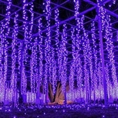 奇跡の大藤