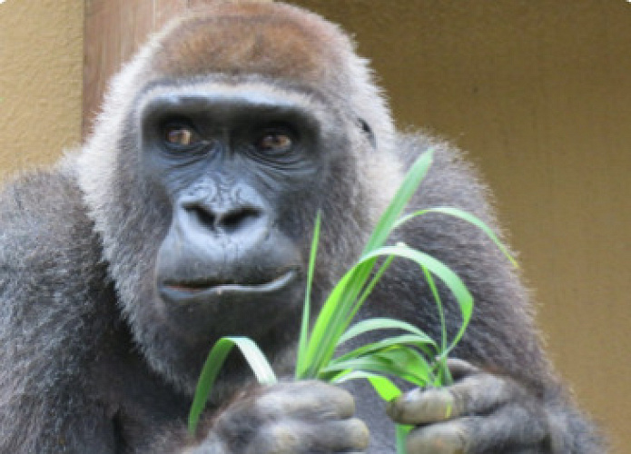 京都市動物園のゴリラを紹介 Snsで大人気の4頭の関係や