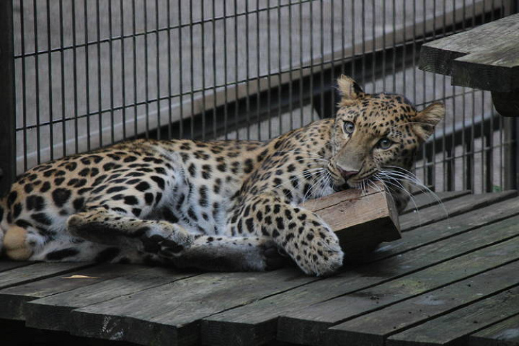 よこはま動物園ズーラシア 料金 割引方法13選 前売券や江ノ島水族館セット券