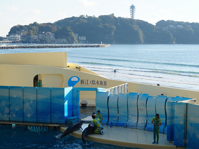 新江ノ島水族館 場所 営業時間 料金まとめ おすすめのショー 展示も