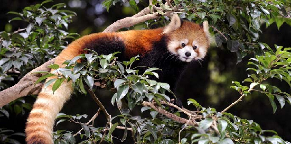 多摩動物公園 見どころレポート コアラ館 オランウータン空中散歩まとめ 柵 檻なしの自由