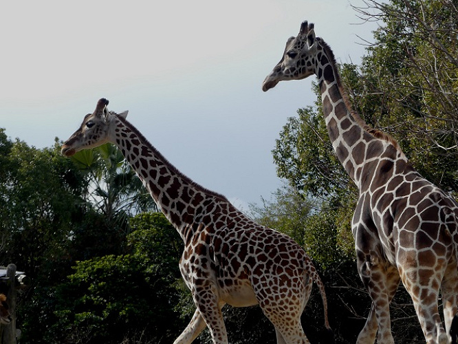 19 天王寺動物園の料金 割引を解説 500円でコアラに会える コンビニ