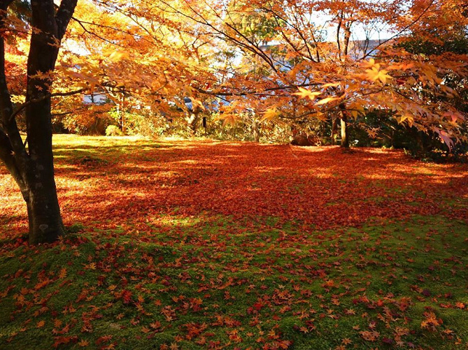 【京都】紅葉のおすすめスポット&見頃の時期まとめ！美しい紅葉と街並みのコントラストが最高♪