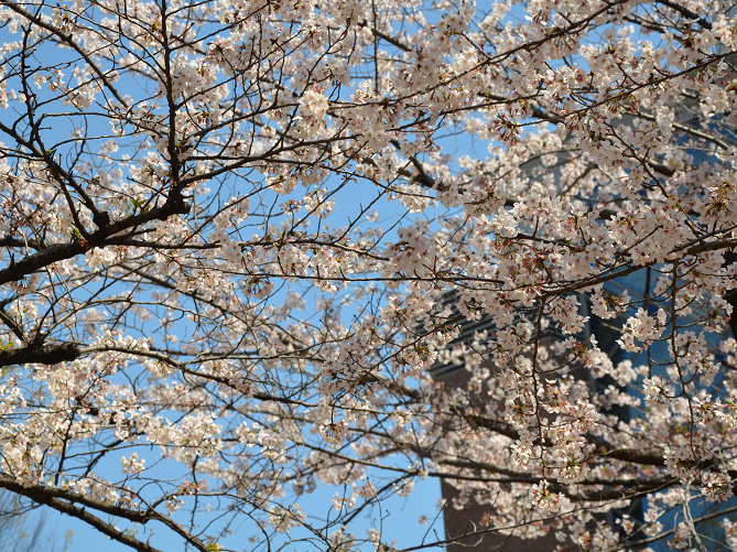 【日比谷公園ガイド】都会の人気公園！公園内の施設や見どころまとめ！営業時間、料金、駐車場情報も