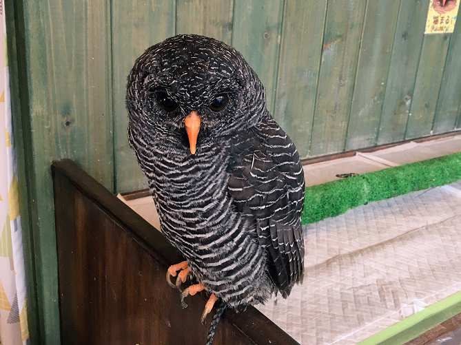 原宿 大人気のフクロウカフェ4選 触れ合いのルールやフクロウの癒しの魅力