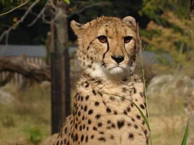 よこはま動物園ズーラシア 料金 割引方法13選 前売券や江ノ島水族館セット券も