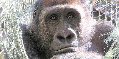 【2023】京都市動物園のチケット料金・割引方法を徹底解説!安くお得に入園する方法とは?