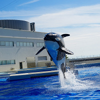 神戸須磨シーワールドの2大ショー!シャチ&イルカショーを解説!カッパがないと濡れる?見どころや待ち時間目安も!