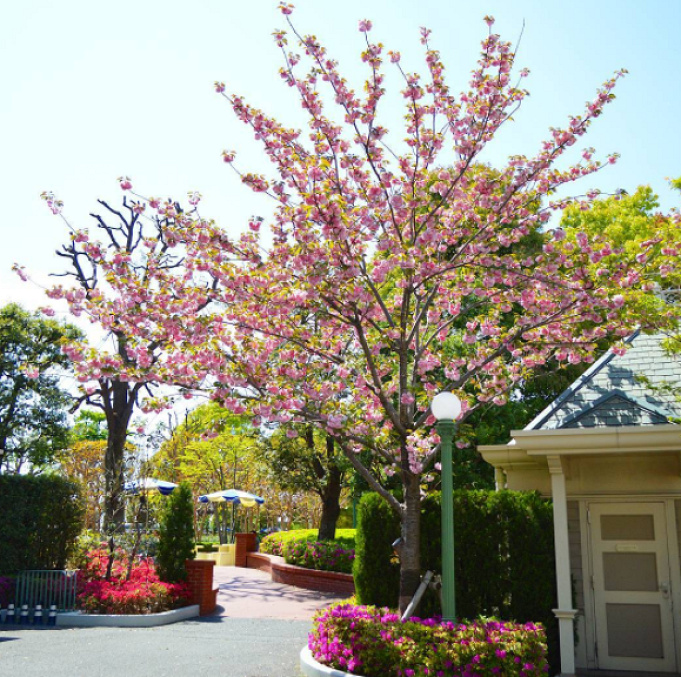 必見 ディズニーランドの混んでいない場所6選 人が少ない穴場スポットまとめ