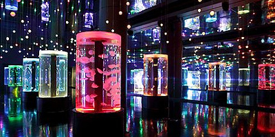 アクアパーク品川の最強デートプラン!駅近の水族館でイルカやクラゲとロマンチックなひとときを