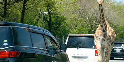 【富士サファリパーク周辺】おすすめスポット9選!テーマパークから自然を堪能できるスポットまで!