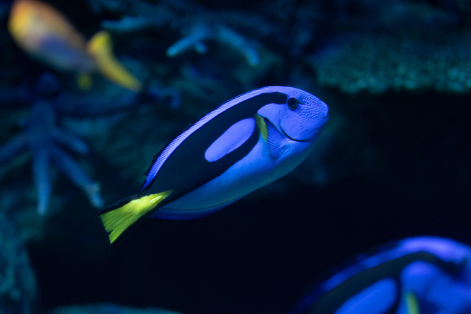 サンシャイン水族館の混雑は 平日 土日祝 長期休みの混み具合 特に混雑する人気スポットまとめ