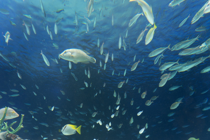 カードで700円割引 サンシャイン水族館の割引方法9選 お得な展望台セット券 クレジットカード割引方法
