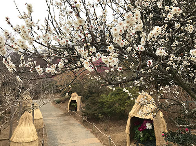 21 栃木県あしかがフラワーパーク割引情報 安くお得に入園する方法 クーポンをご紹介