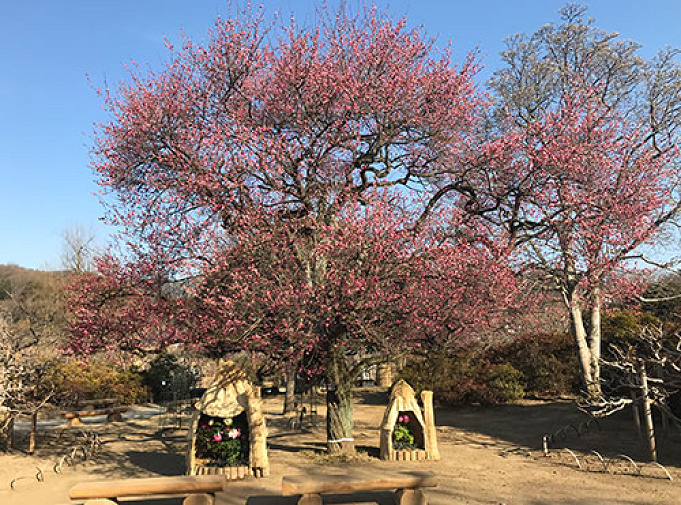 21 栃木県あしかがフラワーパーク割引情報 安くお得に入園する方法 クーポンをご紹介 21 栃木県あしかがフラワーパーク割引情報 安くお得に入園する方法 クーポンをご紹介