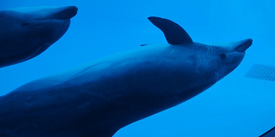【徒歩5分】名古屋港水族館の周辺駐車場の料金&アクセスまとめ!おすすめの駐車場も!