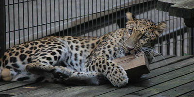 【よこはま動物園ズーラシア】料金&割引方法11選!JAF会員証や子育てパスポートで割引あり!