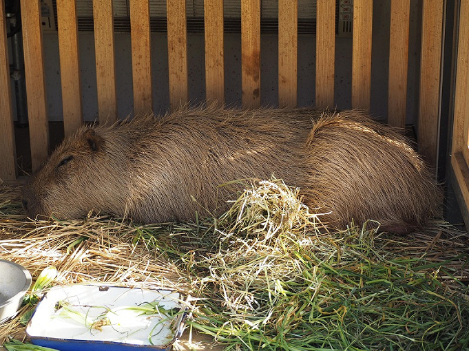 21 上野動物園の料金はいくら 1日チケット料金 年間パスポート 無料で入場できる日まとめ