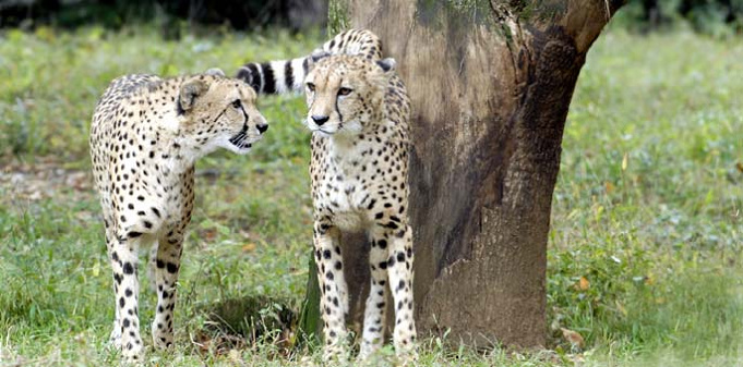 多摩動物公園 ランチにおすすめレストラン コアラ弁当 お弁当の持ち込みはok