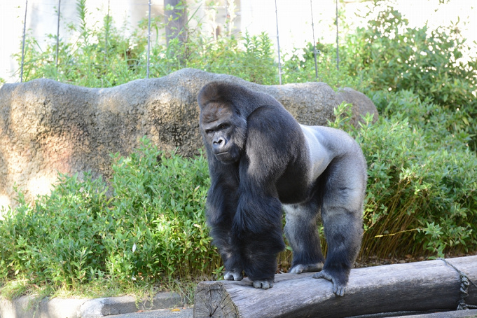 19 東山動物園のゴリラまとめ 人気のイケメンゴリラとは ゴリラ園が新たにオープン