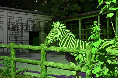 8月開催 東山動物園のナイトズーとは 夜の動物たちを堪能できる
