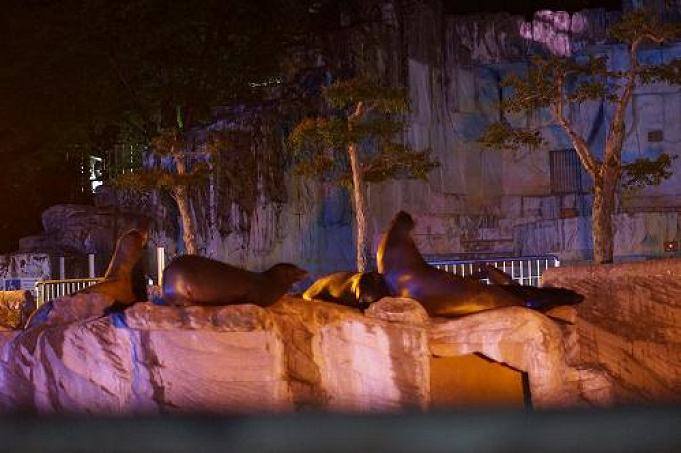 8月開催 東山動物園のナイトズーとは 夜の動物たちを堪能できる イベント概要 注意点まとめ